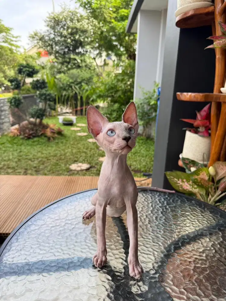 Kucing Kitten Sphynx Betina