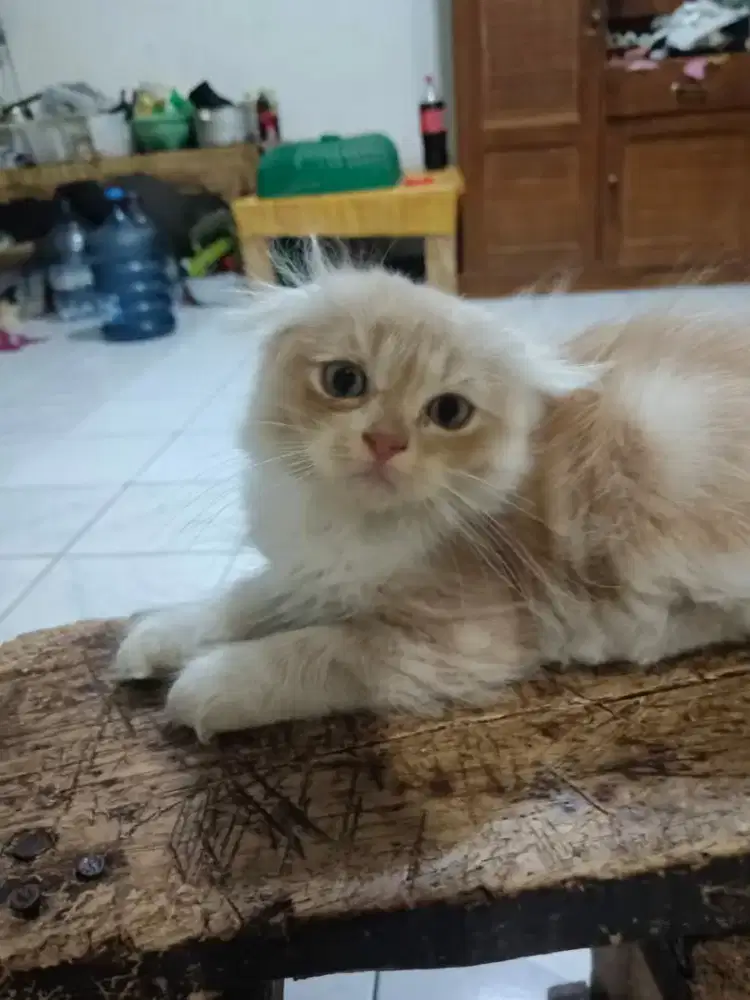 Kucing scottish fold bsh munchkin ragdol mainecoon peaknose himalaya