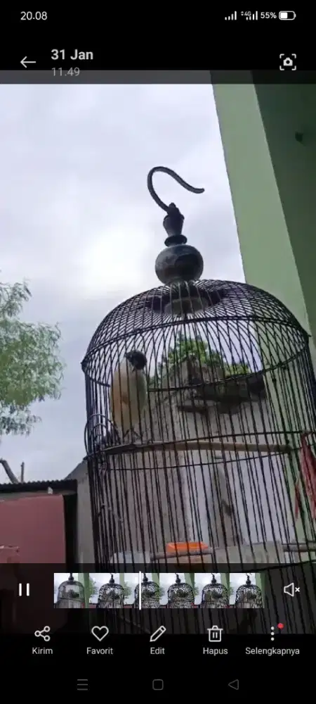 Bismillah jual fulset cendet