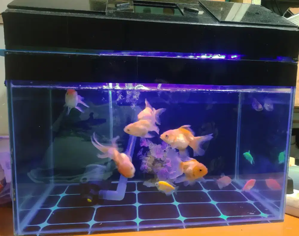 Jual 1 aquarium 50x30x30 incld ikan dan peralatan murmer aja