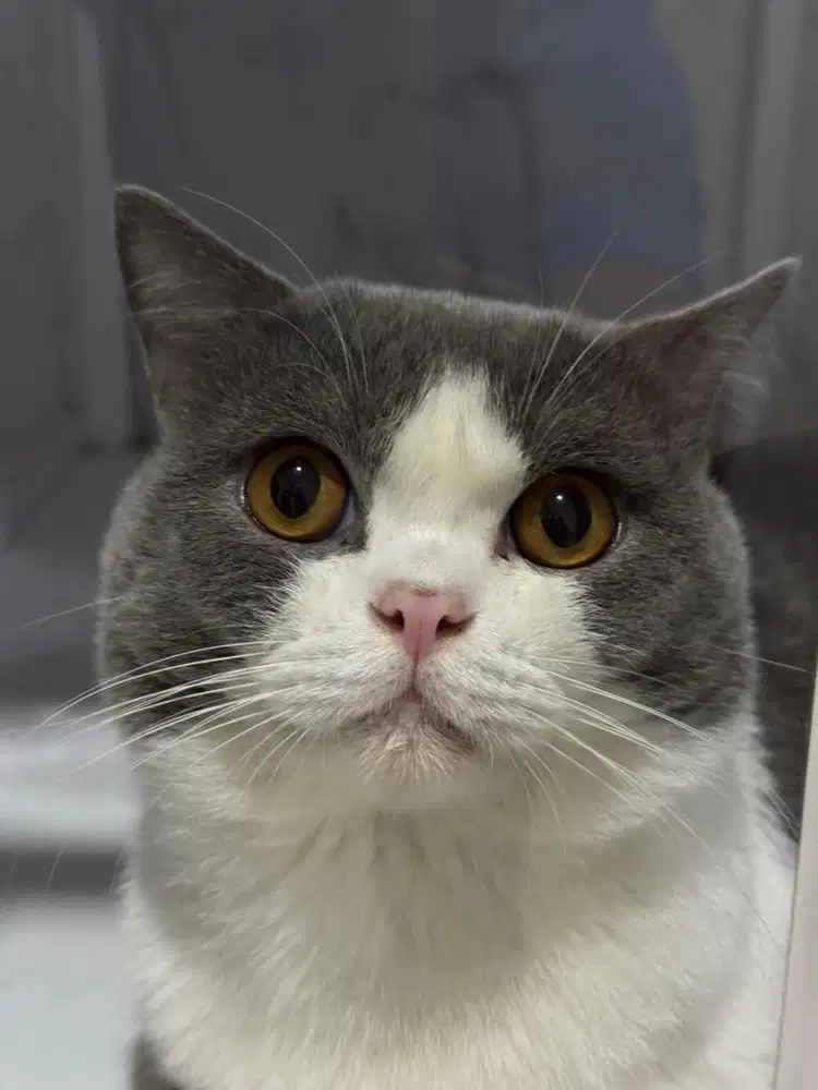 Kucing BSH Blue Bico