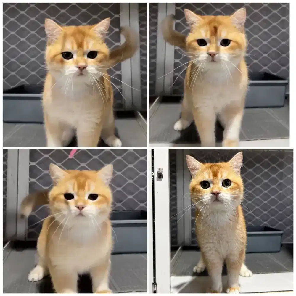 Kucing bsh golden line ped