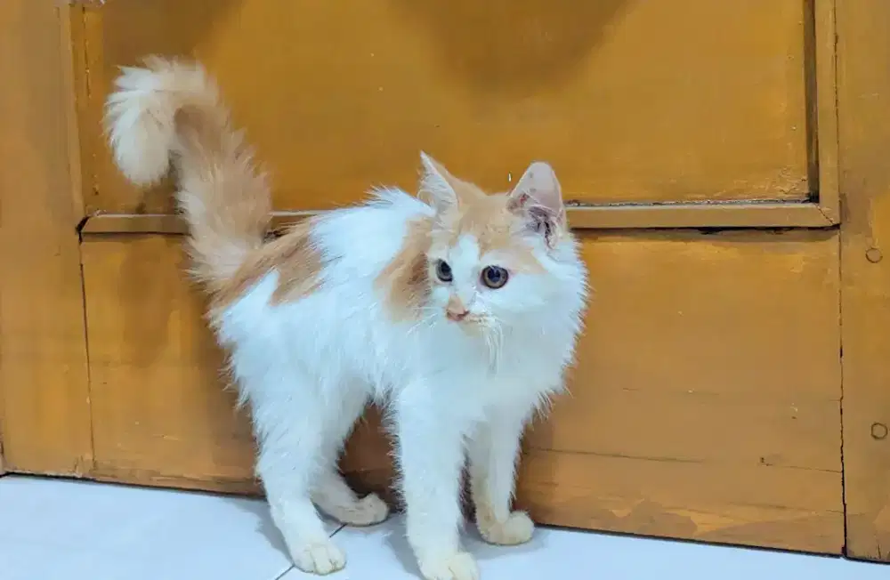 Kucing Persia Mix Maincoon