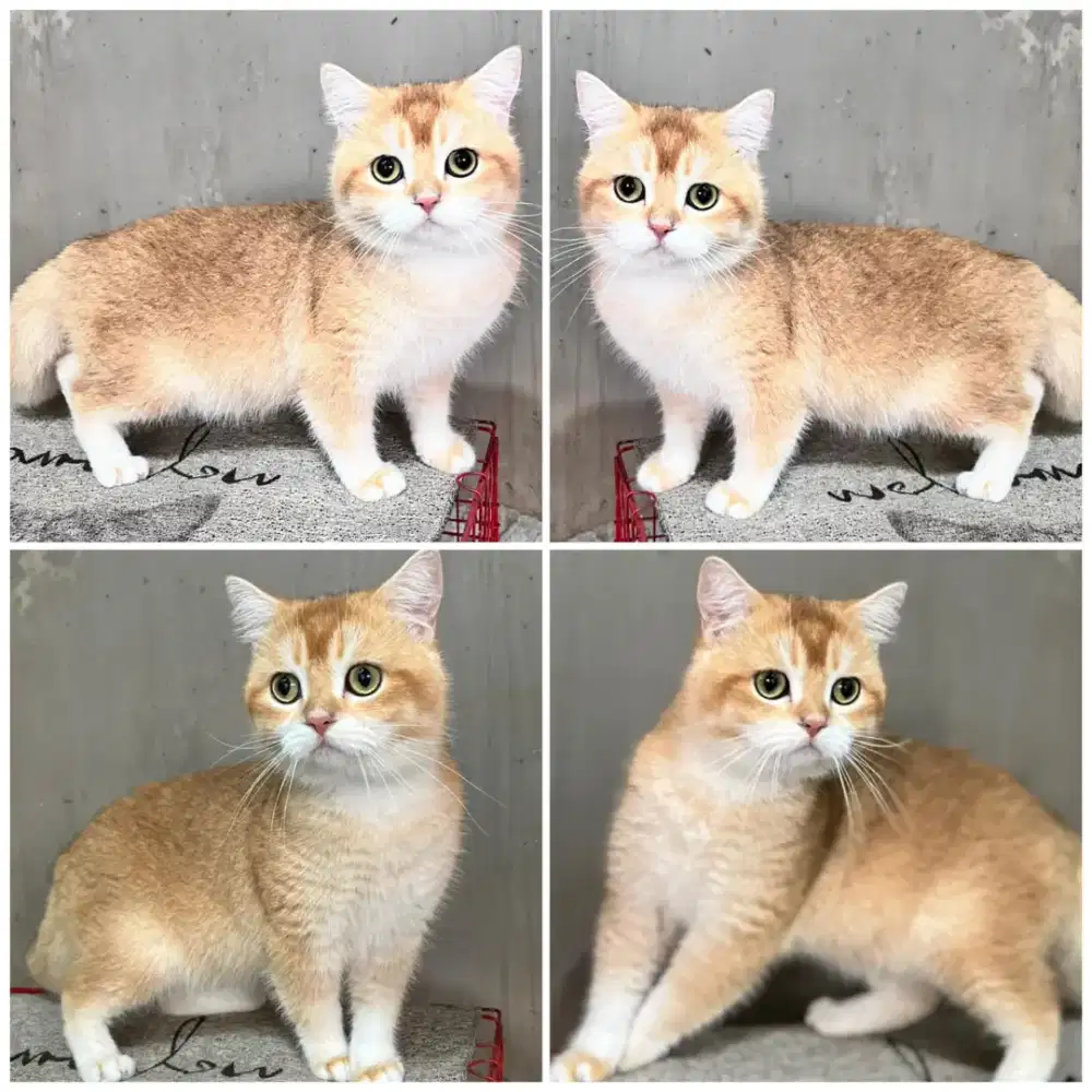 Kucing bsh golden ny12