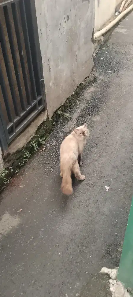 Kucing anggora mainecoon bulu halus