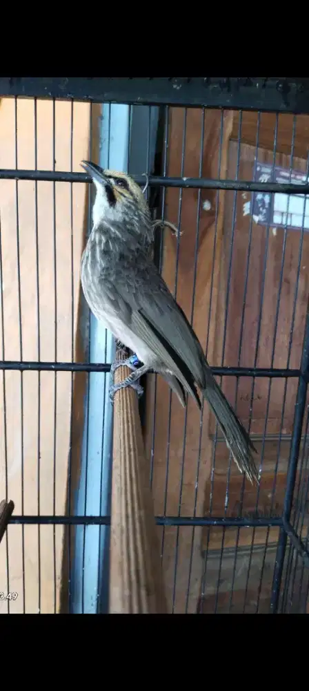 Cucak rowo minus syap dikit