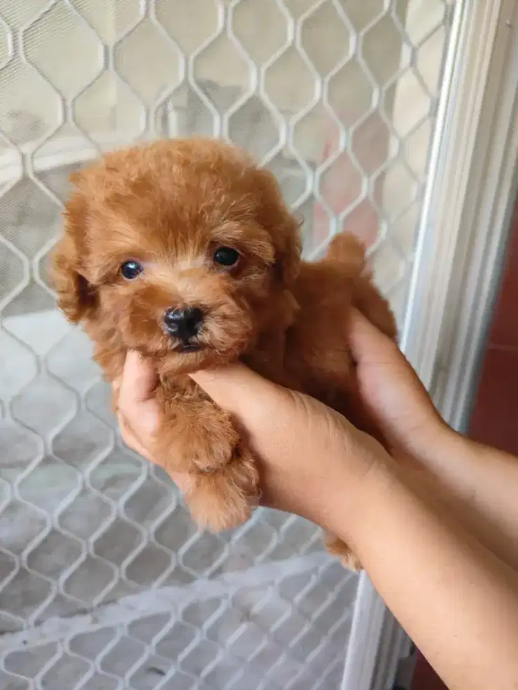 Dijual toy poodle betina