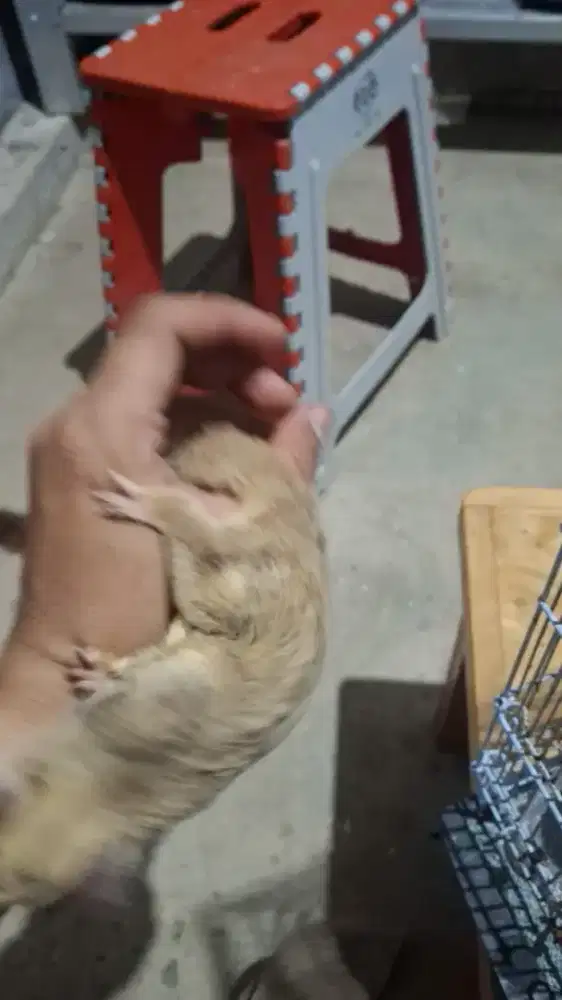 Sugar glider platinum betina