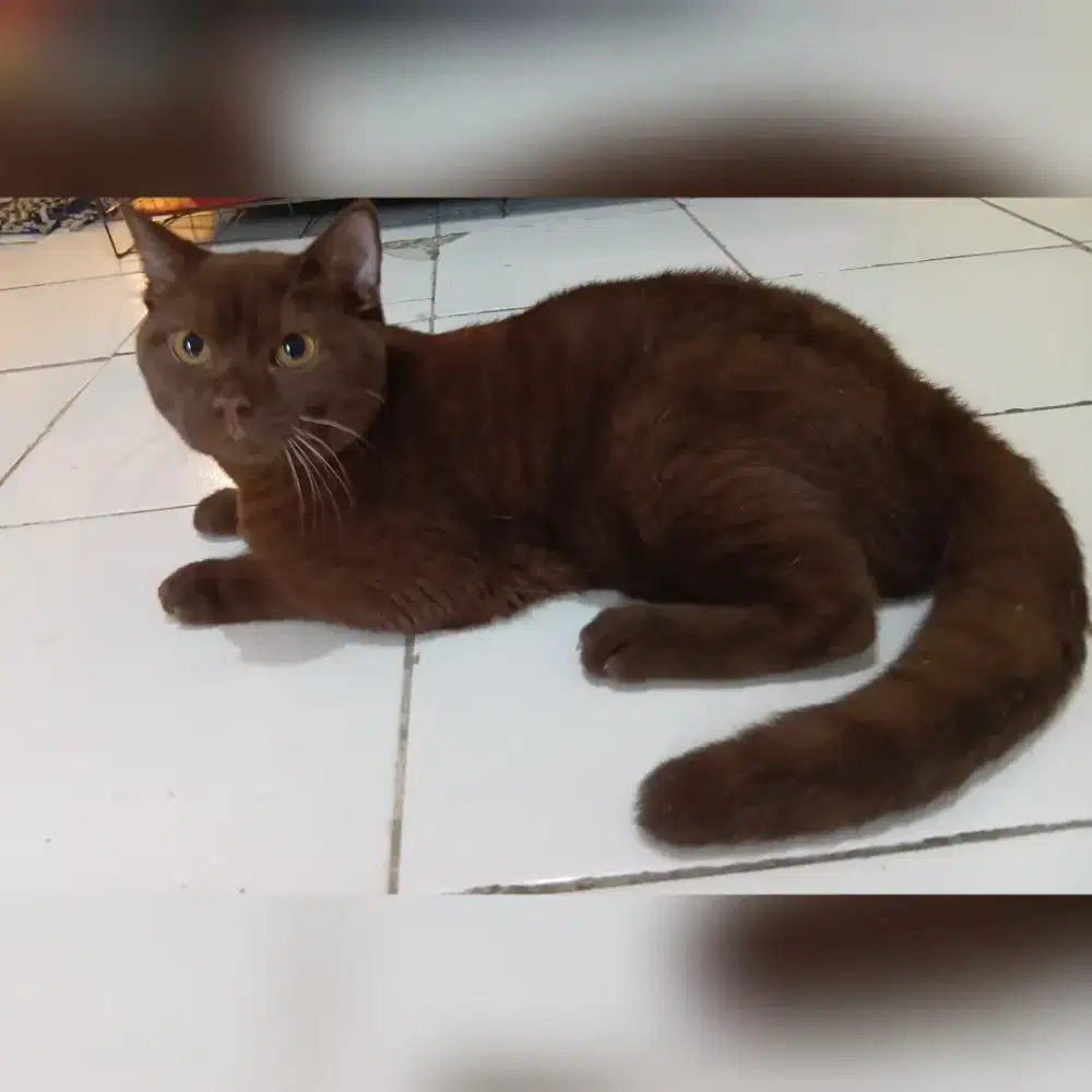 Bsh pure choco solid jantan usia 10bulan