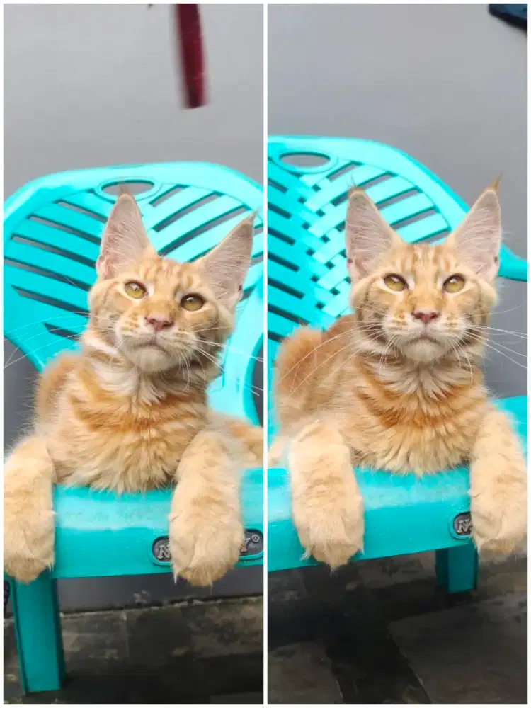 KITTEN MAINECOON SEPASANG 5bln LINE PED