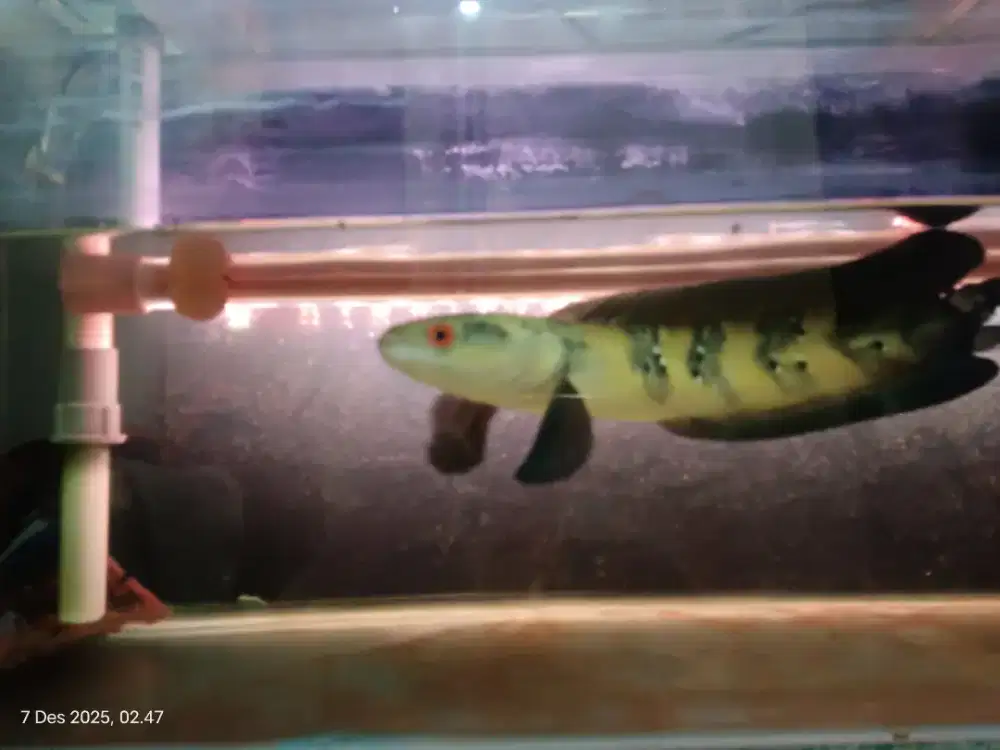 Aquarium set dan Channa Red barito uk35cm