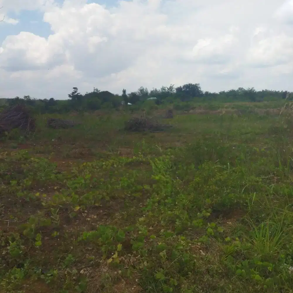 Jual cepat murah tanah 1 hektar