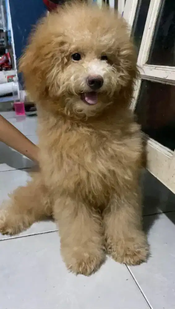 Miniature poodle jantan