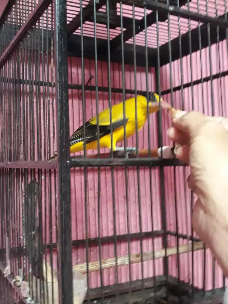 Kepodang mas priangan mulus