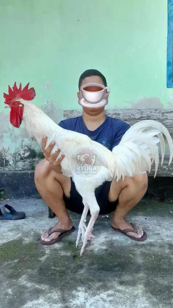 Anakan ayam Pelung