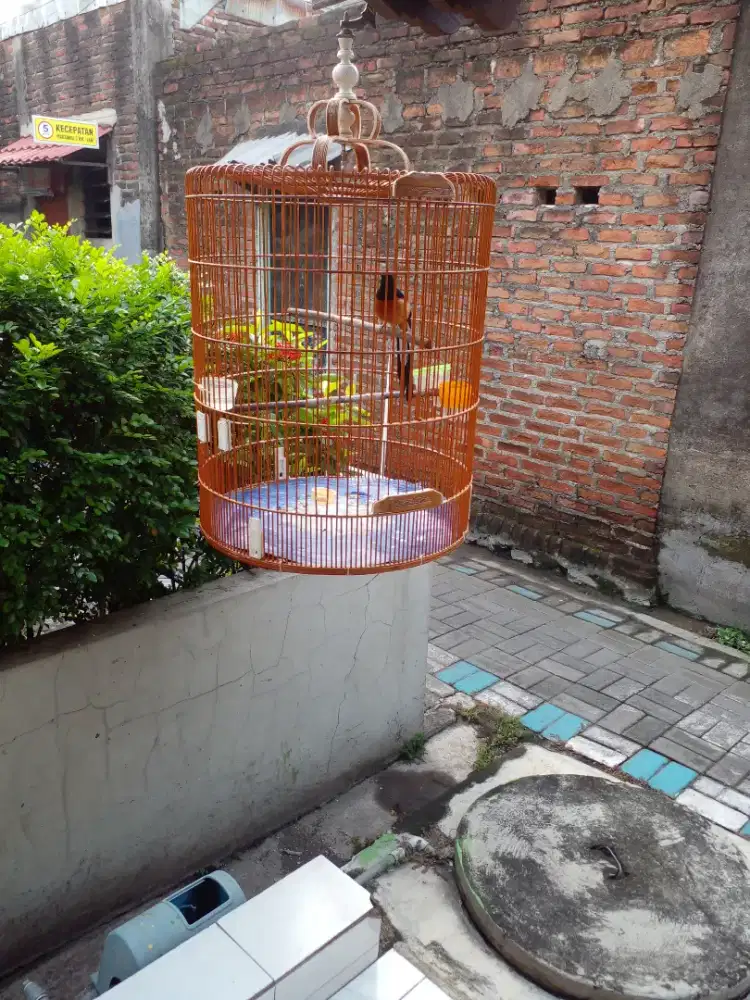 Dijual burung murai batu medan