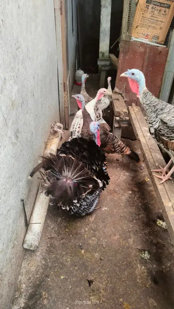 Ayam Kalkun Sepasang siap produksi