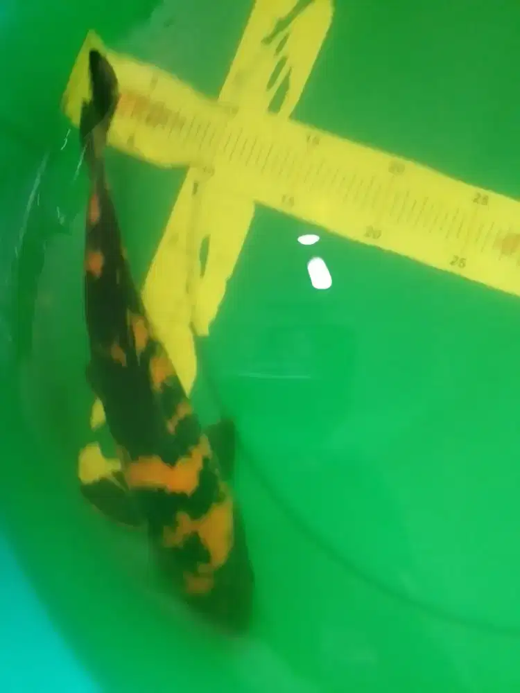 Ikan koi jenis Hi Utsuri 32cm pola bagus