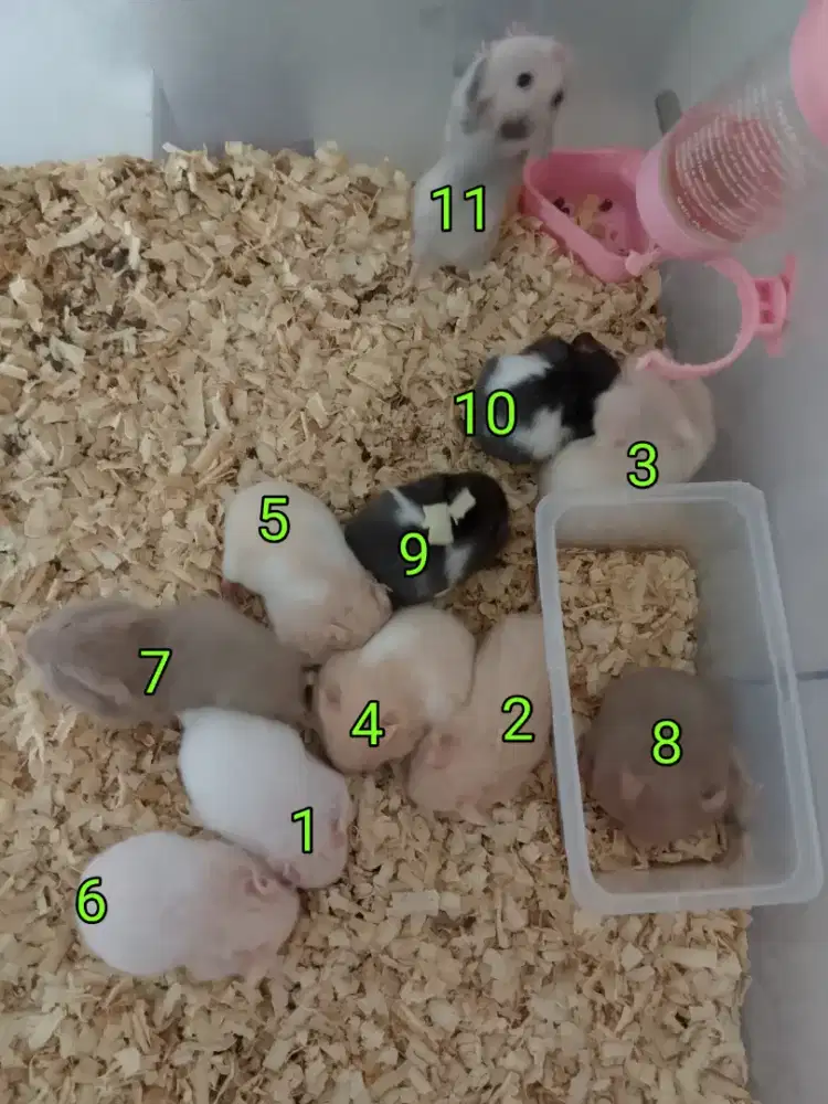 Hamster syirian 10 ekor GRATIS 1 !!!