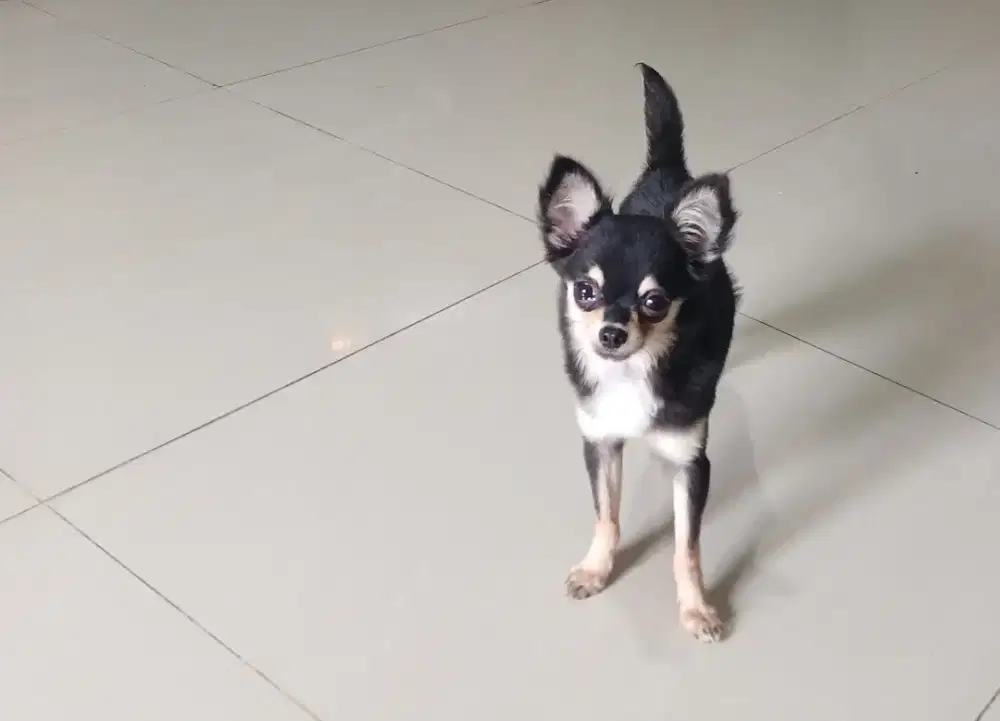 Anjing chihuahua