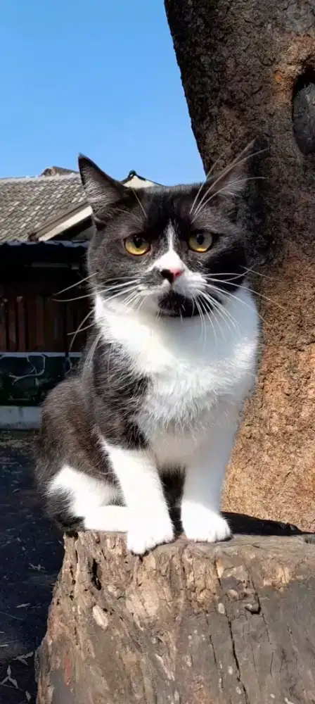 Kucing bsh mix persian