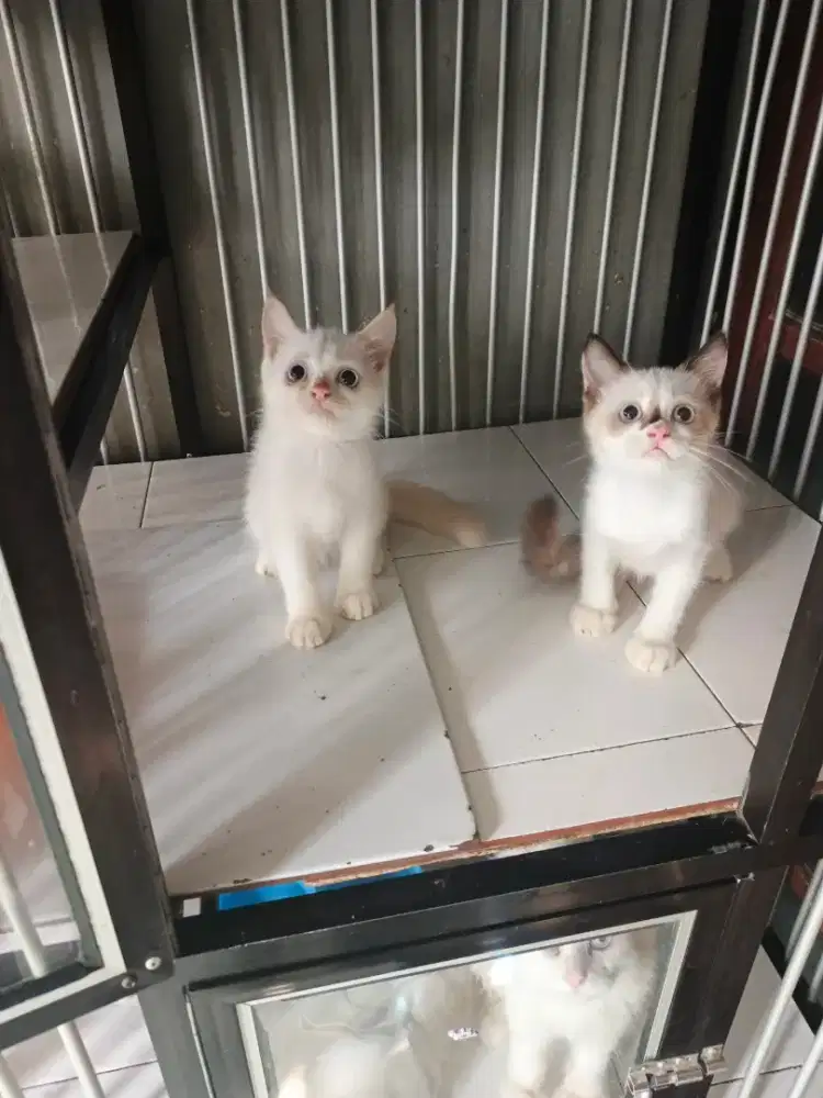 Persia betina 3 bulan