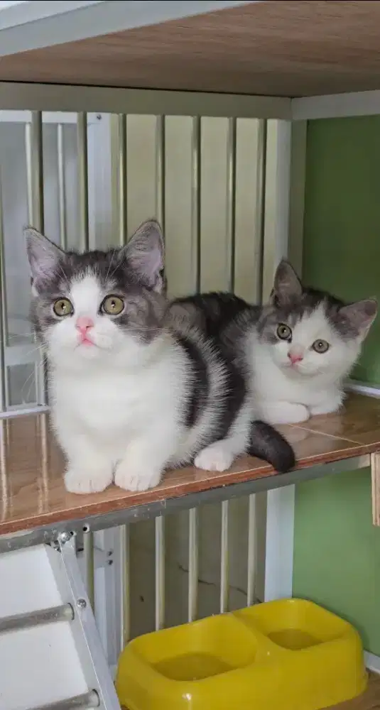 MUNCHKIN BSH BRITISH SHORTHAIR BETINA