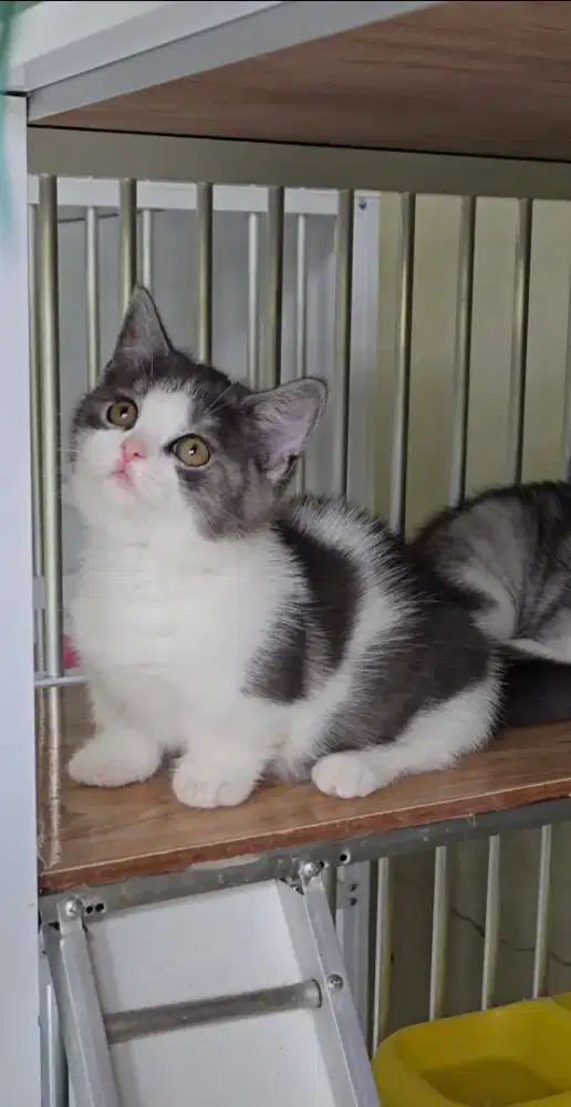 MUNCHKIN BSH BRITISH SHORTHAIR BETINA