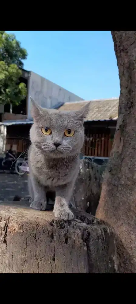 Kucing British Shorthair BSH