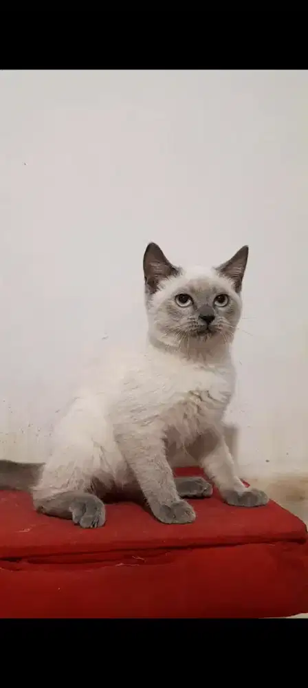 Kucing BSH mix Himalaya