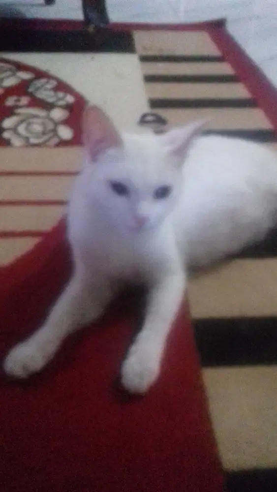 Open adopsi kucing anggora