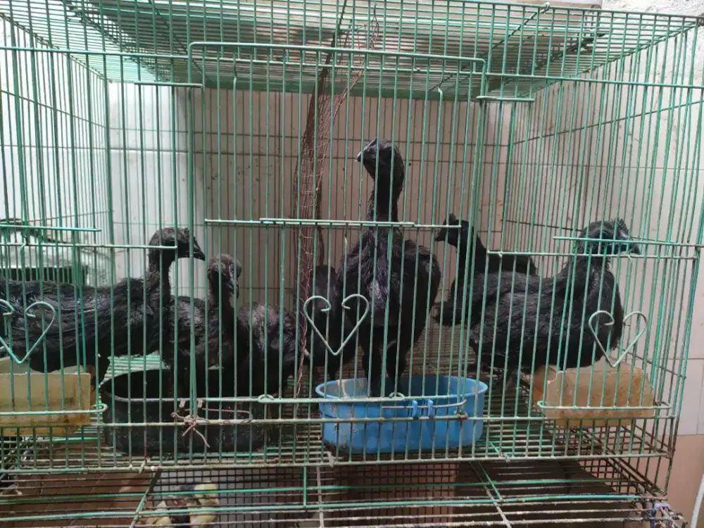 Ayam cemani lidah hitam