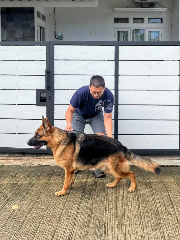 Dijual pejantan herder (german shepherd)