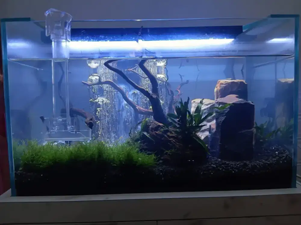 Aquarium kaca ukuran p:50 l:30 t:30