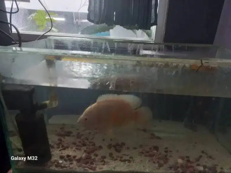 AQUARIUM 60x30x30 Plus OSCAR BESAR 5 JARI