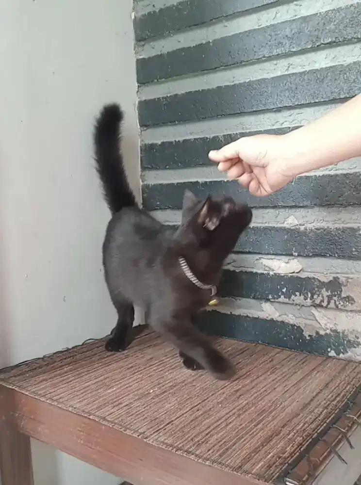 Kucing Kitten Black Solid (Hitam) Jantan