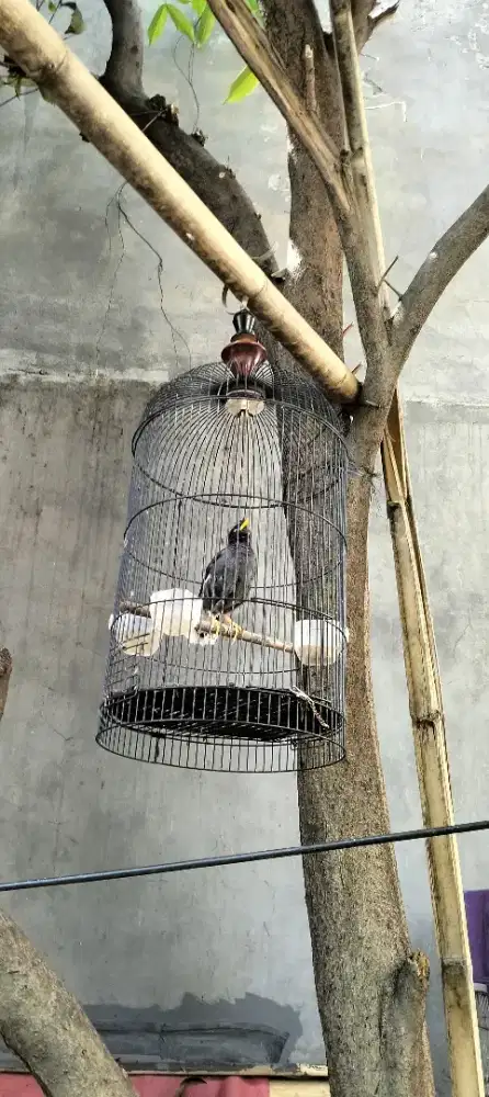 Jual burung jalak mata puih gacor