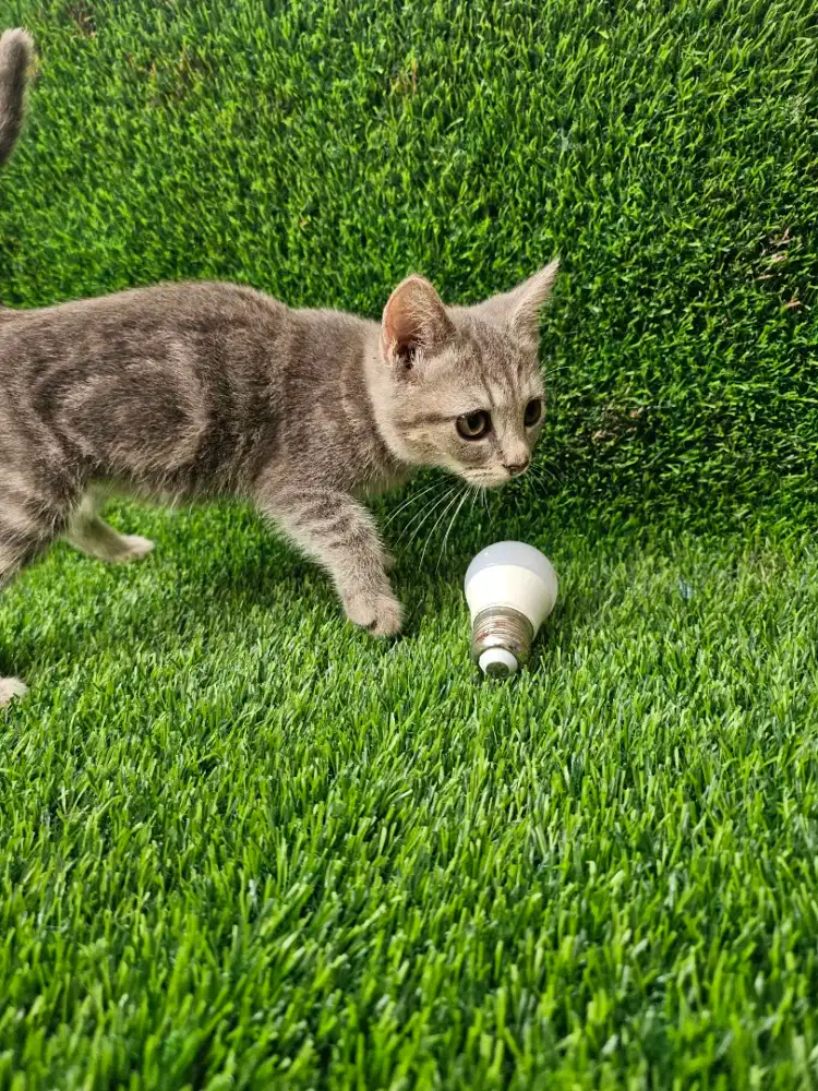 KUCING MIX BSH PERSIA JANTAN