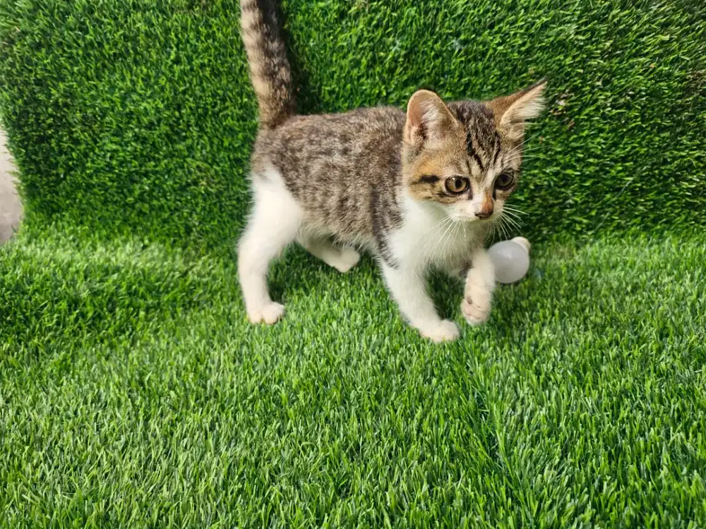 Kucing Mix BSH Persia