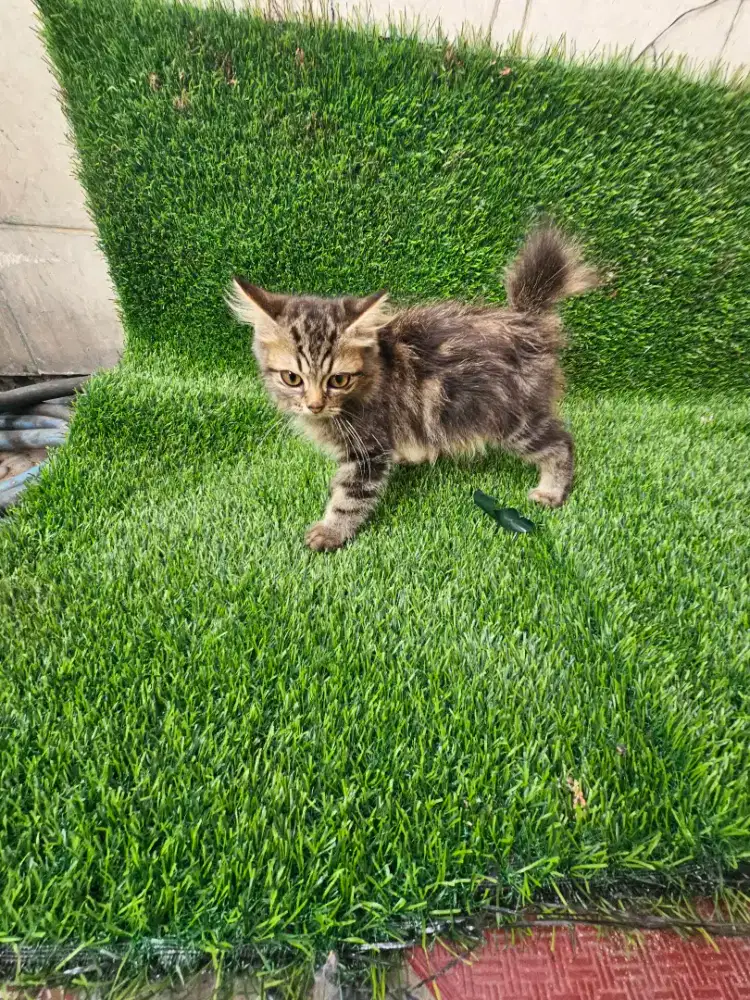 Kucing Persia mix BSH