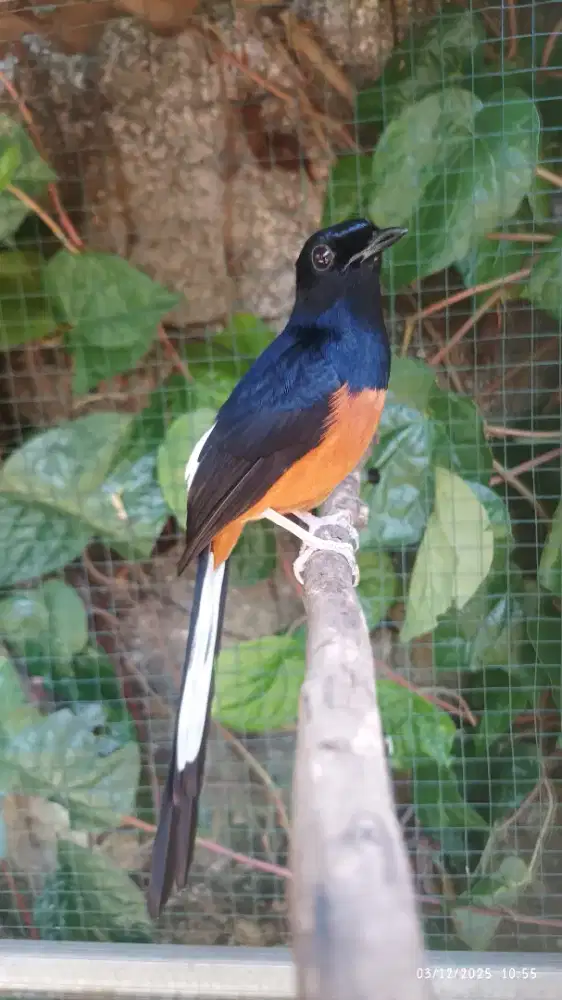 Murai exprestasi volume kenceng materi panjang panjang