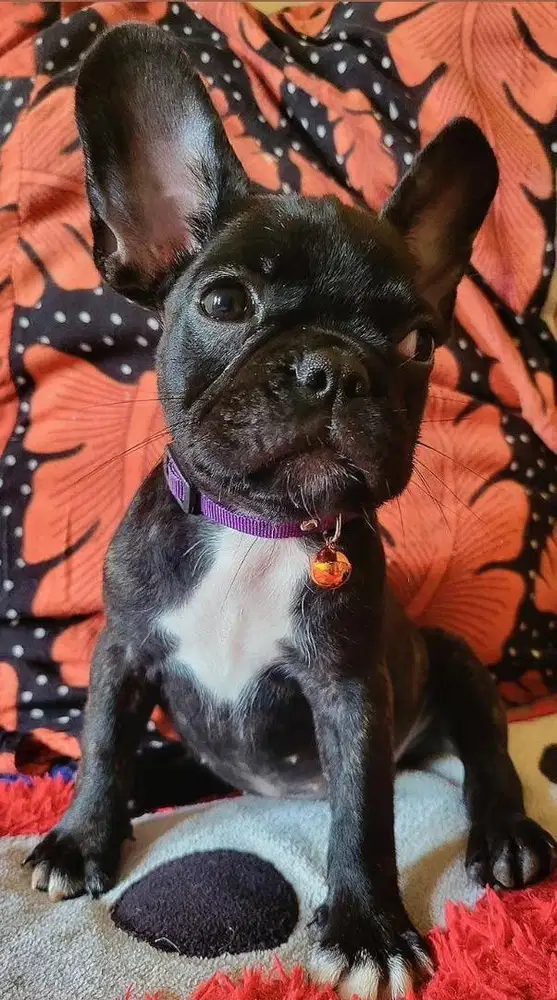 Anjing / puppies french bulldog betina