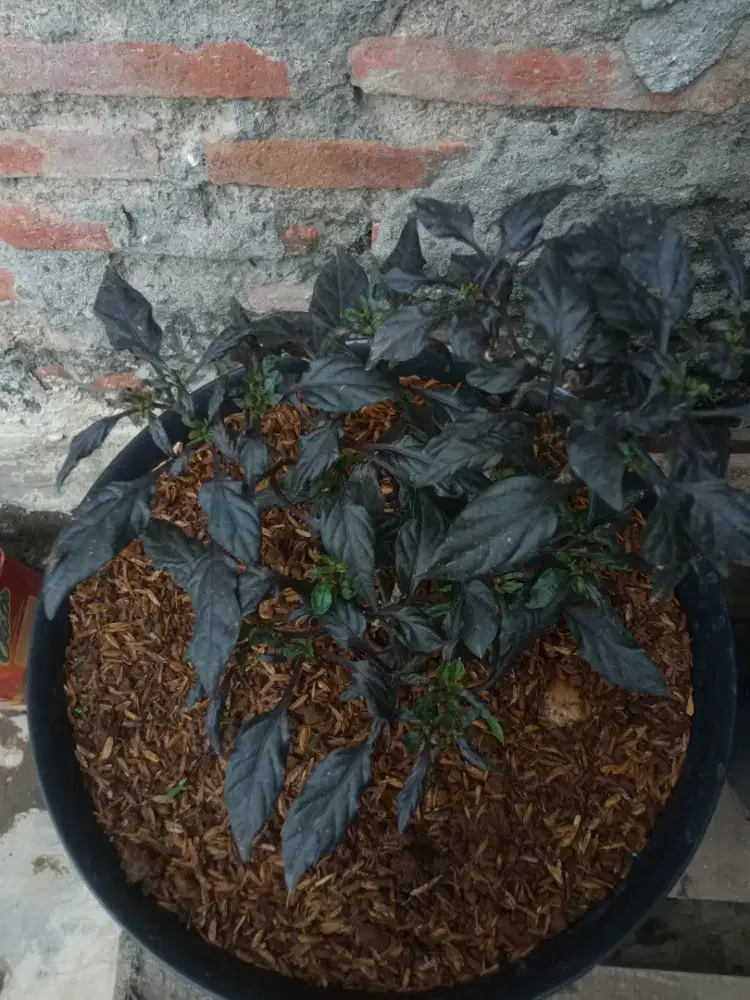 Tanaman cabe hitam berbunga lebat segar