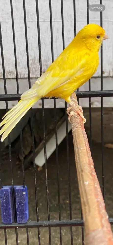 kenari loper warna cerah