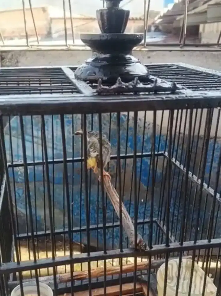 cisem dokor purtot fisik no minus