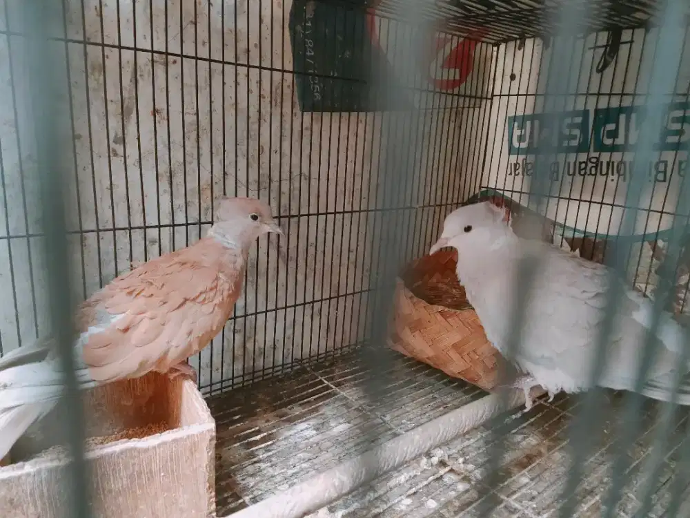 Burung puter jambul violet x jambul warna irak induan