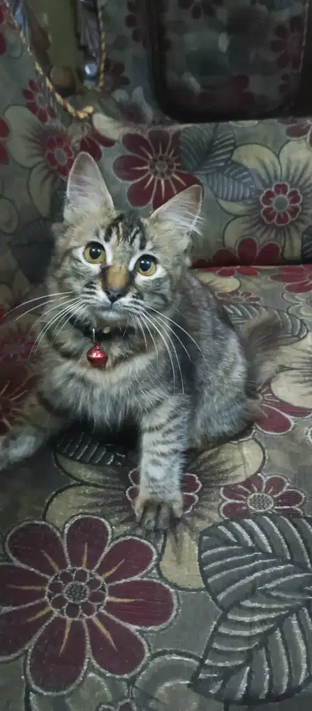 Kucing Anggora long hair