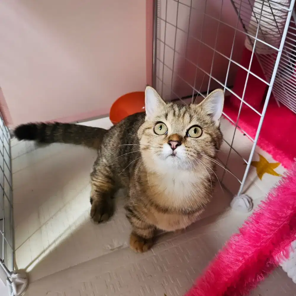 Kucing munchkin british shorthair golden ny25