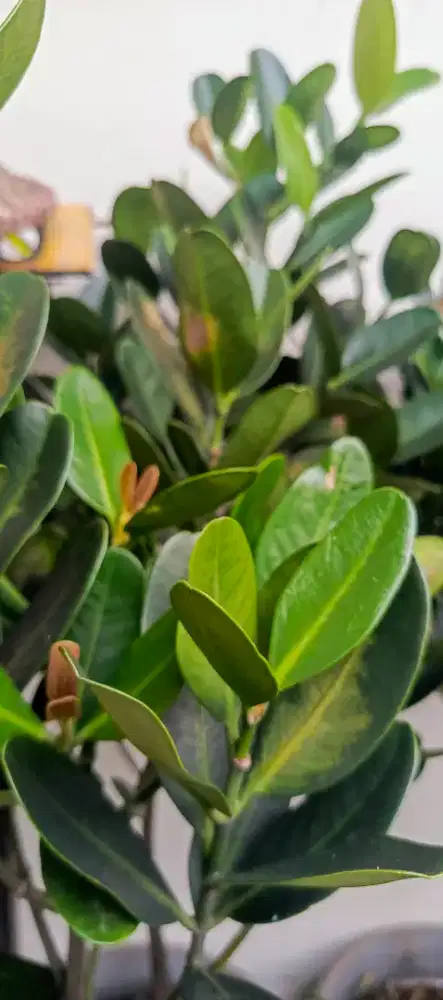 Pohon garcinia/nangka taiwan