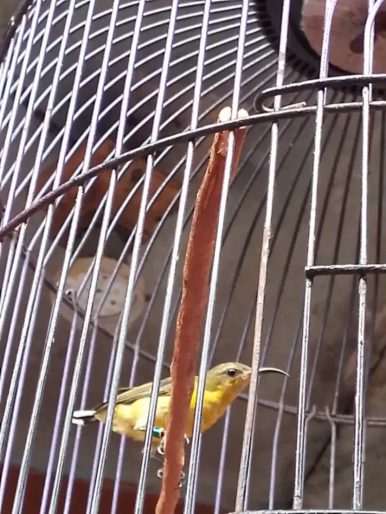 Dijual burung konin fullset gacor